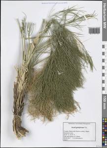 Seseli globiferum Vis., Western Europe (EUR) (Croatia)