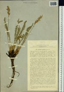 Oxytropis myriophylla (Pall.) DC., Siberia, Baikal & Transbaikal region (S4) (Russia)