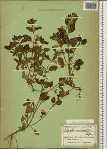 Nepeta meyeri Benth., Caucasus, Armenia (K5) (Armenia)
