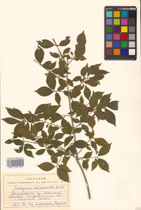Euonymus alatus (Thunb.) Siebold, Siberia, Russian Far East (S6) (Russia)