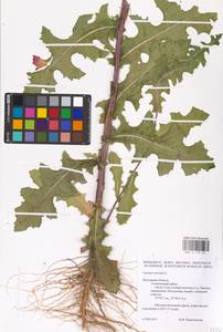 Lactuca serriola L., Eastern Europe, Central region (E4) (Russia)