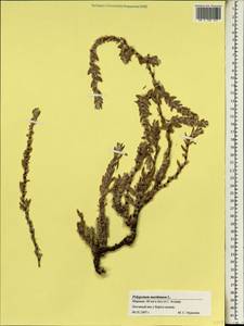 Polygonum maritimum L., Africa (AFR) (Morocco)