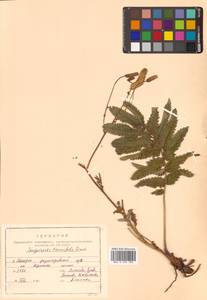Poterium tenuifolium (Fisch. ex Link) Franch. & Sav., Siberia, Russian Far East (S6) (Russia)