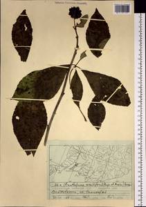 Eleutherococcus sessiliflorus (Rupr. & Maxim.) S. Y. Hu, Siberia, Russian Far East (S6) (Russia)