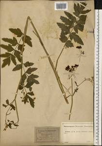 Pastinaca sativa L., Eastern Europe, Central forest-and-steppe region (E6) (Russia)
