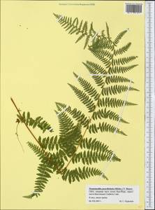 Sitobolium punctilobulum (Michx.) Desv., America (AMER) (United States)