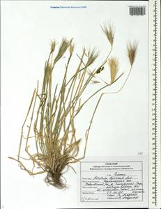 Hordeum murinum subsp. leporinum (Link) Arcang., Eastern Europe, Central forest-and-steppe region (E6) (Russia)