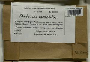 Philonotis tomentella Molendo, Bryophytes, Bryophytes - Krasnoyarsk Krai, Tyva & Khakassia (B17) (Russia)