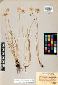 Allium stellerianum Willd., Siberia, Baikal & Transbaikal region (S4) (Russia)