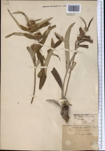 Phlomis salicifolia Regel, Middle Asia, Pamir & Pamiro-Alai (M2)