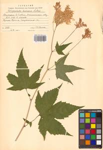 Filipendula glaberrima (Nakai) Nakai, Siberia, Russian Far East (S6) (Russia)