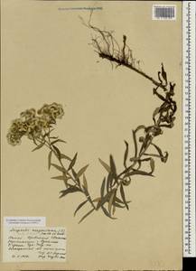 Anaphalis margaritacea (L.) Benth., South Asia, South Asia (Asia outside ex-Soviet states and Mongolia) (ASIA) (China)