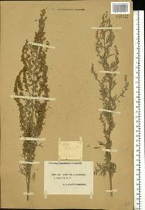 Artemisia absinthium L., Eastern Europe, South Ukrainian region (E12) (Ukraine)