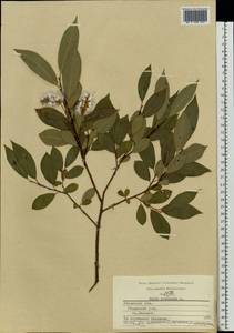 Salix pentandra L., Eastern Europe, Central region (E4) (Russia)