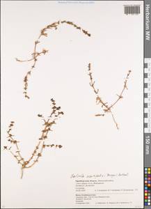 Soda acutifolia (Bunge) Mosyakin, Freitag & Rilke, Eastern Europe, Eastern region (E10) (Russia)