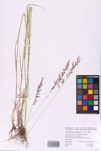 Arrhenatherum elatius (L.) P.Beauv. ex J.Presl & C.Presl, Eastern Europe, North-Western region (E2) (Russia)