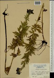 Aconitum variegatum subsp. nasutum (Fischer ex Rchb.) Götz, Caucasus, South Ossetia (K4b) (South Ossetia)
