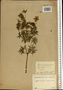 Geranium sanguineum L., Eastern Europe, Central forest-and-steppe region (E6) (Russia)
