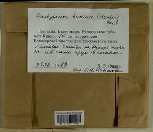 Loeskypnum badium (Hartm.) H.K.G. Paul, Bryophytes, Bryophytes - Karelia, Leningrad & Murmansk Oblasts (B4) (Russia)