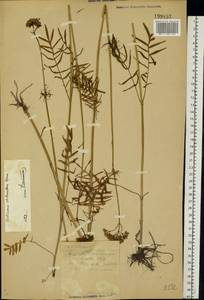 Valeriana pratensis subsp. angustifolia (Soó) Kirschner, Buttler & Hand, Eastern Europe, South Ukrainian region (E12) (Ukraine)
