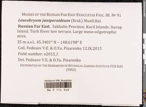 Leucobryum juniperoideum (Brid.) Müll. Hal., Bryophytes, Bryophytes - Russian Far East (excl. Chukotka & Kamchatka) (B20) (Russia)