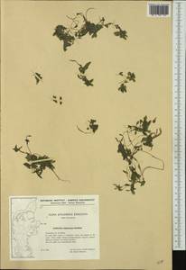Callitriche cophocarpa Sendtn., Western Europe (EUR) (Denmark)