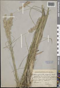 Calamagrostis epigejos (L.) Roth, Middle Asia, Caspian Ustyurt & Northern Aralia (M8) (Kazakhstan)