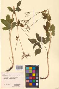 Chaerophyllum aromaticum L., Eastern Europe, Lithuania (E2a) (Lithuania)