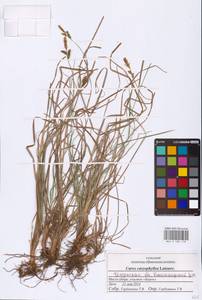 Carex caryophyllea Latourr., Eastern Europe, Middle Volga region (E8) (Russia)