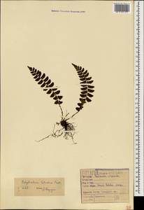 Polystichum lonchitis (L.) Roth, Caucasus, Black Sea Shore (from Novorossiysk to Adler) (K3) (Russia)