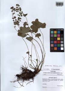 Alchemilla hebescens Juz., Siberia, Altai & Sayany Mountains (S2) (Russia)