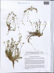 Sabulina kryloviana (Schischk.) Dillenb. & Kadereit, Middle Asia, Northern & Central Tian Shan (M4) (Kyrgyzstan)