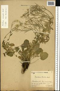 Barbarea vulgaris W. T. Aiton, Eastern Europe, Moscow region (E4a) (Russia)