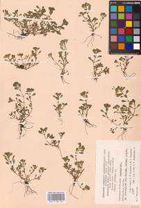 Lythrum portula (L.) D. A. Webb, Eastern Europe, Eastern region (E10) (Russia)