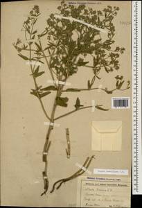 Nepeta ucranica subsp. parviflora (M.Bieb.) M.Masclans, Caucasus, Stavropol Krai, Karachay-Cherkessia & Kabardino-Balkaria (K1b) (Russia)