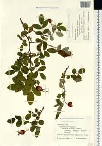 Rosa acicularis Lindl., Siberia, Western Siberia (S1) (Russia)