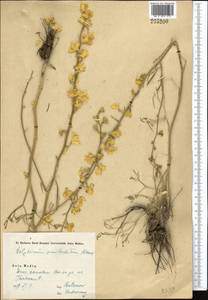 Delphinium semibarbatum Bien. ex Boiss., Middle Asia, Syr-Darian deserts & Kyzylkum (M7) (Uzbekistan)