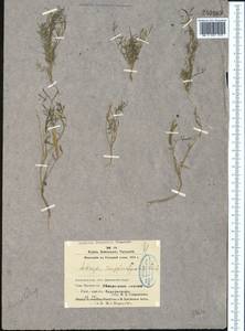 Astragalus campylorhynchus Fischer & C. A. Meyer, Middle Asia, Syr-Darian deserts & Kyzylkum (M7)
