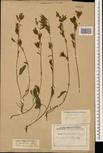 Campanula collina Sims, Caucasus, Georgia (K4) (Georgia)