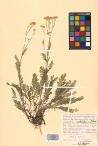 Tanacetum millefolium (L.) Tzvelev, Eastern Europe, Lower Volga region (E9) (Russia)