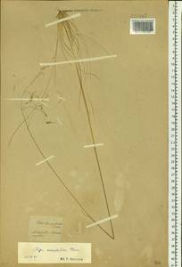 Ptilagrostis mongholica (Turcz. ex Trin.) Griseb., Siberia, Baikal & Transbaikal region (S4) (Russia)