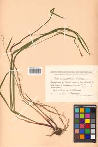 Carex auriculata Franch., Siberia, Russian Far East (S6) (Russia)