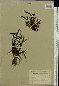Stratiotes aloides L., Eastern Europe, Central region (E4) (Russia)