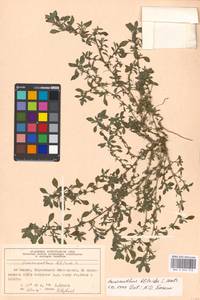 Amaranthus blitoides S. Watson, Eastern Europe, Moscow region (E4a) (Russia)
