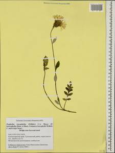 Psephellus leucophyllus (M. Bieb.) C. A. Mey., Caucasus, Black Sea Shore (from Novorossiysk to Adler) (K3) (Russia)