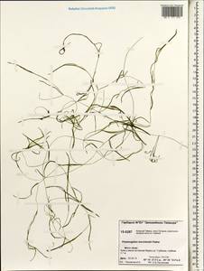 Potamogeton berchtoldii Fieber, Siberia, Central Siberia (S3) (Russia)