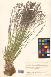 Agrostis clavata Trin., Siberia, Chukotka & Kamchatka (S7) (Russia)