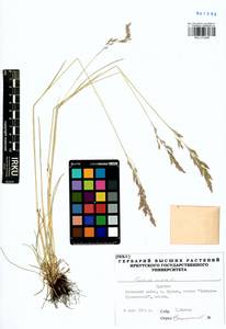 Festuca rubra L., Siberia, Baikal & Transbaikal region (S4) (Russia)