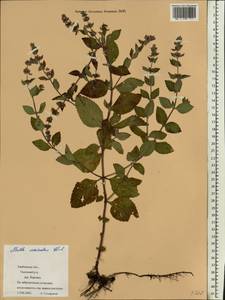 Mentha suaveolens Ehrh., Eastern Europe, Central forest-and-steppe region (E6) (Russia)