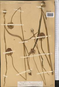 Allium fetisowii Regel, Middle Asia, Northern & Central Tian Shan (M4) (Kazakhstan)